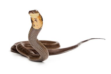 King Cobra Snake Ready to Strike clipart