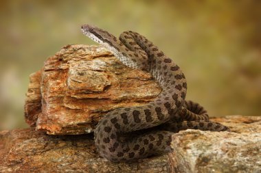 İki Yataklı benekli çıngıraklı yılan Desert buzlu