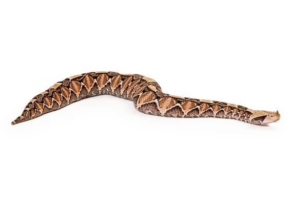 Gaboon Viper büyük yılan yan görünüm — Stok fotoğraf