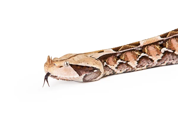 Gaboon Viper Snake hoofd close-up — Stockfoto