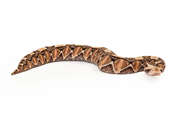 Gaboon Viper Snake Guardando avanti — Foto Stock