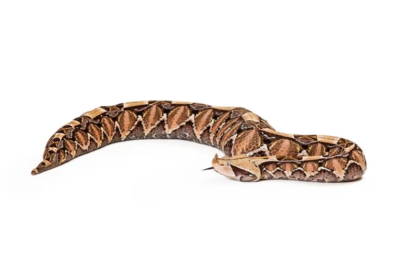 Gaboon vipera serpente con lingua fuori — Foto Stock