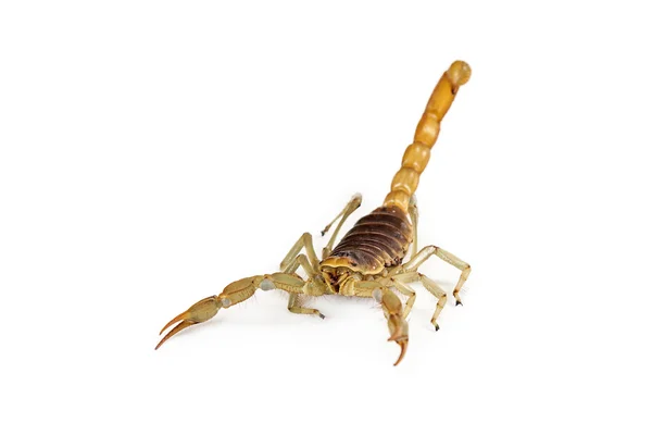 Obrovská poušť chlupatý Scorpion chůzi vpřed s ocáskem nahoru — Stock fotografie