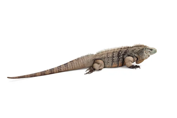 Grand Cayman Blauer Leguan geht weg — Stockfoto