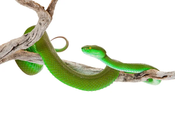Yeşil renk beyaz dudaklı kesimlerinde bulunan çukur engerek yılanı — Stok fotoğraf