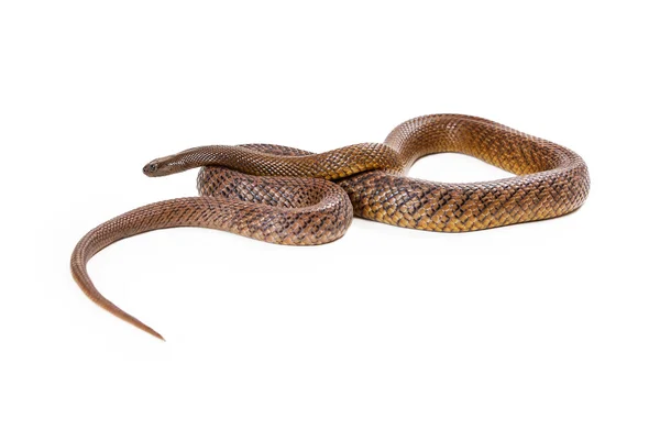 Belvízi Taipan kígyó feltekert fel — Stock Fotó