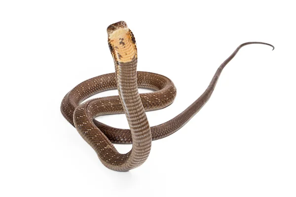 King Cobra Snake Looking Forward — Stockfoto