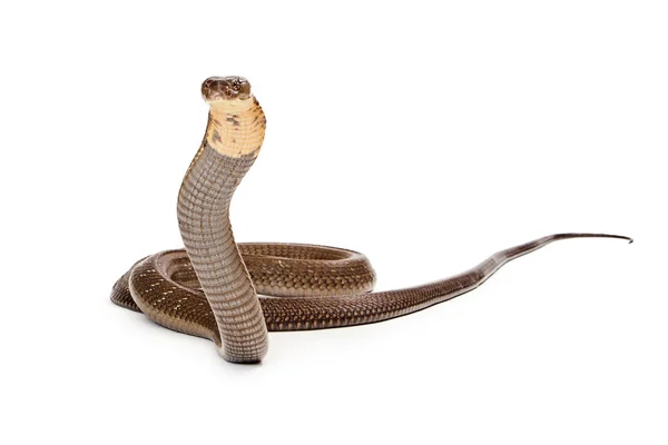 Re Cobra serpente cercando nella macchina fotografica — Foto Stock