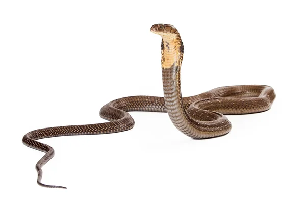 King Cobra Snake Looking to the Side — Stock Photo, Image