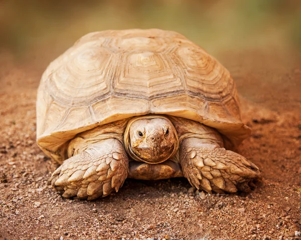 Stora Galapagos sköldpadda ser fram — Stockfoto