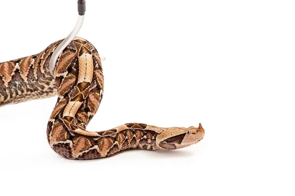 Gran serpiente víbora siendo recogido — Foto de Stock