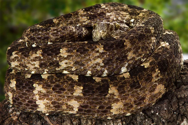 Pitviper Closeup skvrnitý lese — Stock fotografie