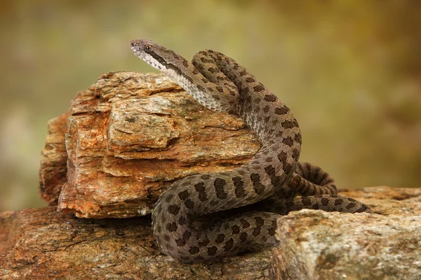 Doppelfleckige Klapperschlange auf Wüstenfelsen — Stockfoto