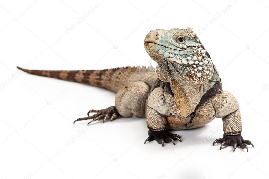 Grand Cayman Blue Iguana Looking to Side