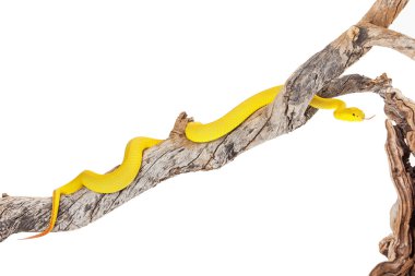 Wetar ada ağaç Viper şube tırmanma