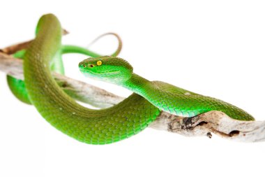 White-Lipped Pitviper Snake Closeup clipart