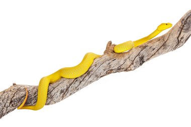 Yellow Wetar Island Tree Viper on Branch clipart
