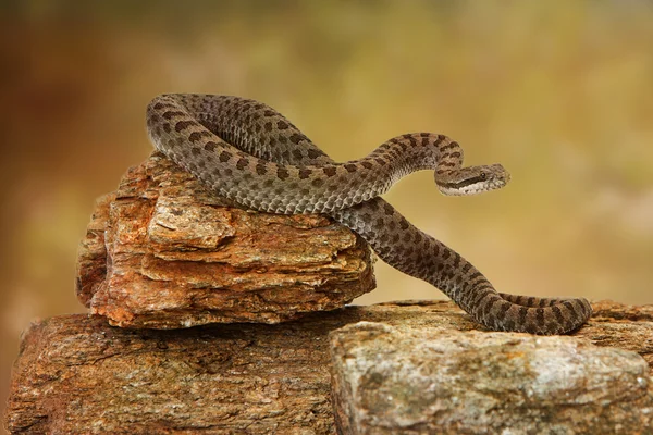 Zwillingsfleckige Klapperschlange auf Felsen — Stockfoto