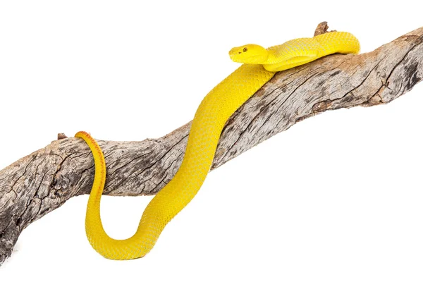 Żółty Wetar wyspy drzewo Viper — Zdjęcie stockowe