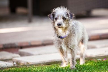 Sevimli küçük korkunç azman köpek dış