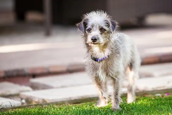 Cute Little Terrier Crossbreed Dog Afară — Fotografie, imagine de stoc