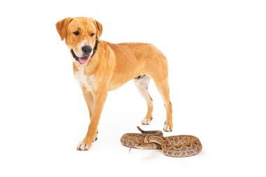Labrador Dog Looking Down at Snake clipart