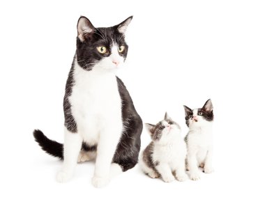 İki sevimli yavru kedi kadar anne kedi arıyorum