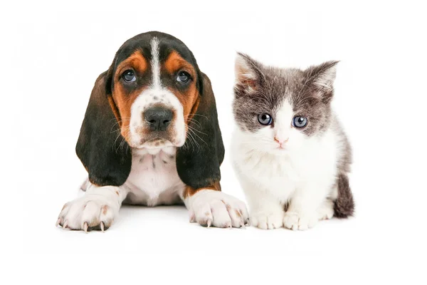 Adorable Basset Hound cachorro y gatito sentado juntos —  Fotos de Stock