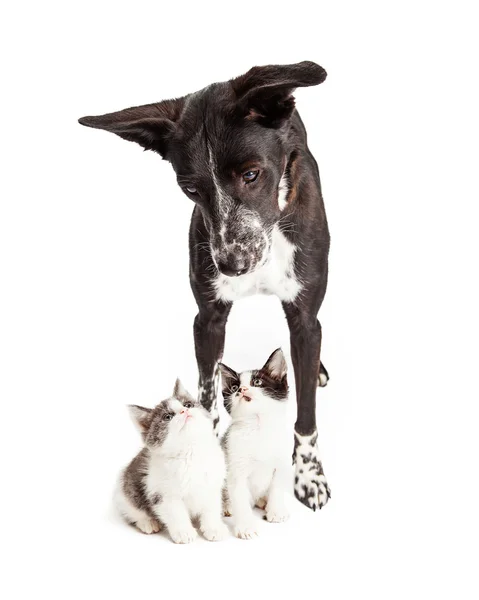 Собака смотрит вниз на двух котят — стоковое фото