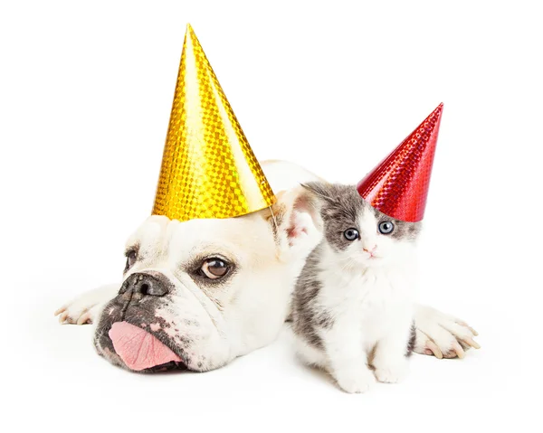 Rolig Bulldog om med kattunge bär partyhattar — Stockfoto