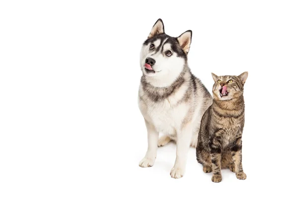 Hungriger sibirischer Husky und gestromte Katze schauen auf — Stockfoto