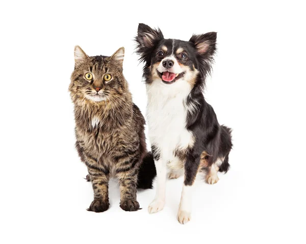 Lächelnder Chihuahua-Mischling und Katze zusammen — Stockfoto