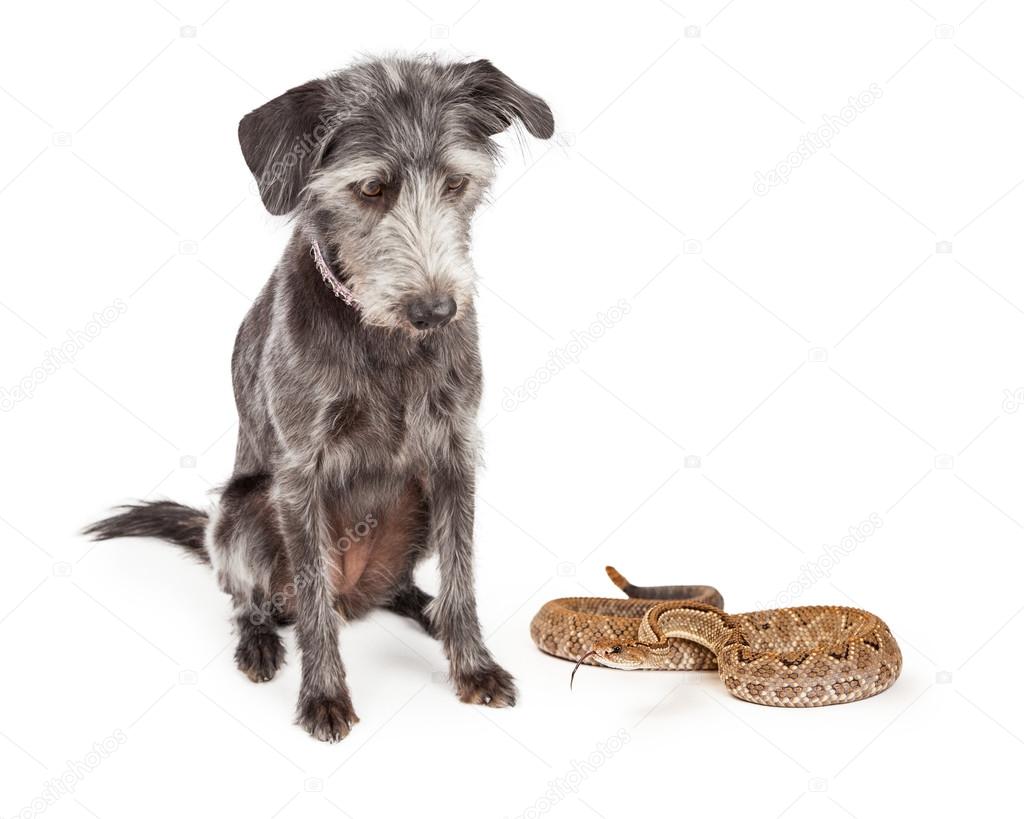 Dog Looking At Dangerous Rattlesnake