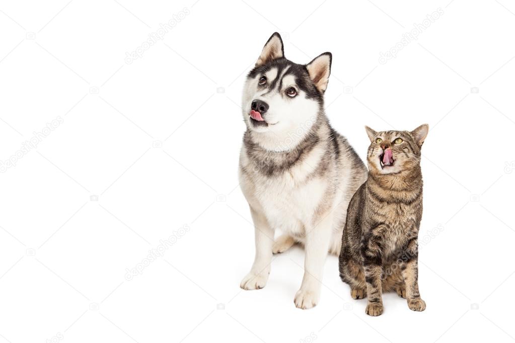 Hungry Siberian Husky and Tabby Cat Looking Up