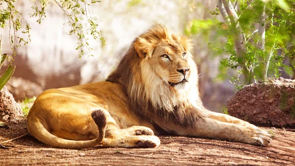 León africano acostado en el bosque — Foto de Stock