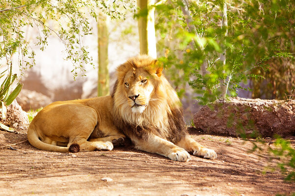 Beautiful African Lion Laying in Jungle