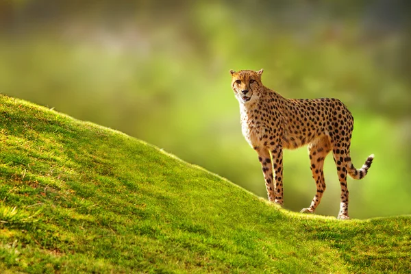 Spotted Cheetah standing on a hill — Stock Photo, Image