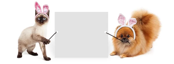 Bannière de tenue de chien et chat de Pâques — Photo
