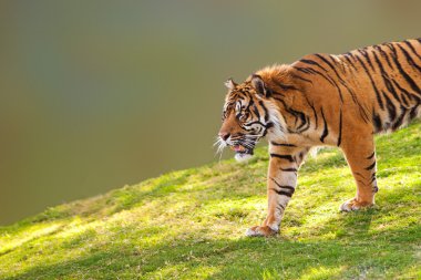 Sumatra kaplanı Hill portre üzerinde
