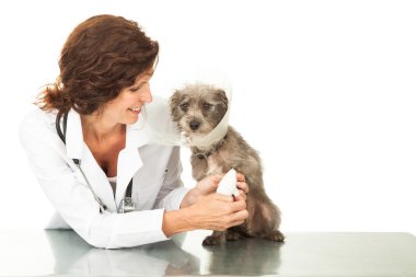 yaralı köpek bacak kaydırma veteriner