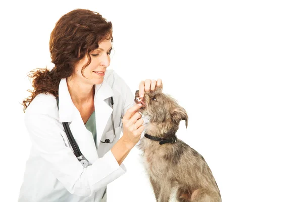 Veterinario médico examinando los dientes del perro — Foto de Stock