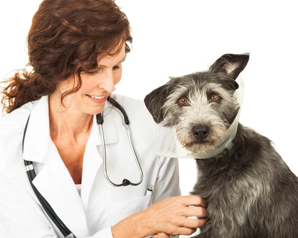 Dog wearing medical cone with veterinarian — Stock Photo, Image
