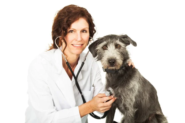 Veterinario y perro hembra — Foto de Stock