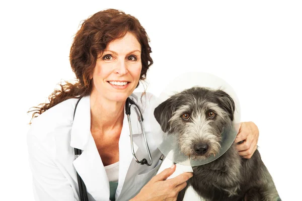Female veterinarian and dog — Stock Photo, Image