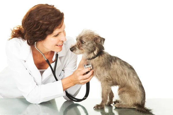 Veterinário feminino com pequeno cão na mesa — Fotografia de Stock