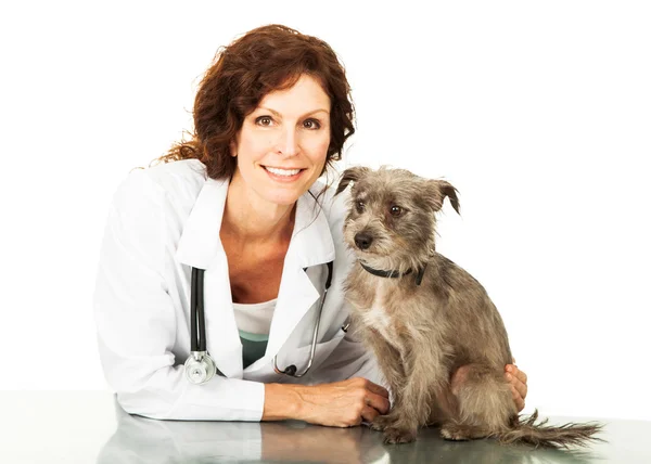 Veterinarian with small dog — Stock Photo, Image