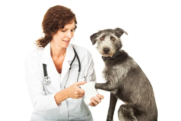 Veterinario y perro lesionado — Foto de Stock