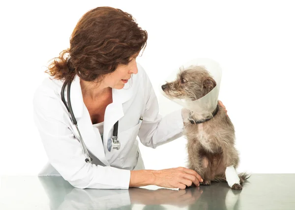 Perro lesionado usando cono con veterinario — Foto de Stock