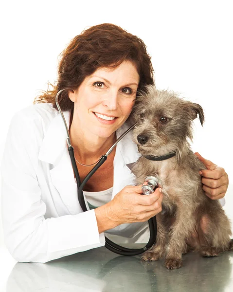 Professional veterinarian doctor examining dog — Stock Photo, Image