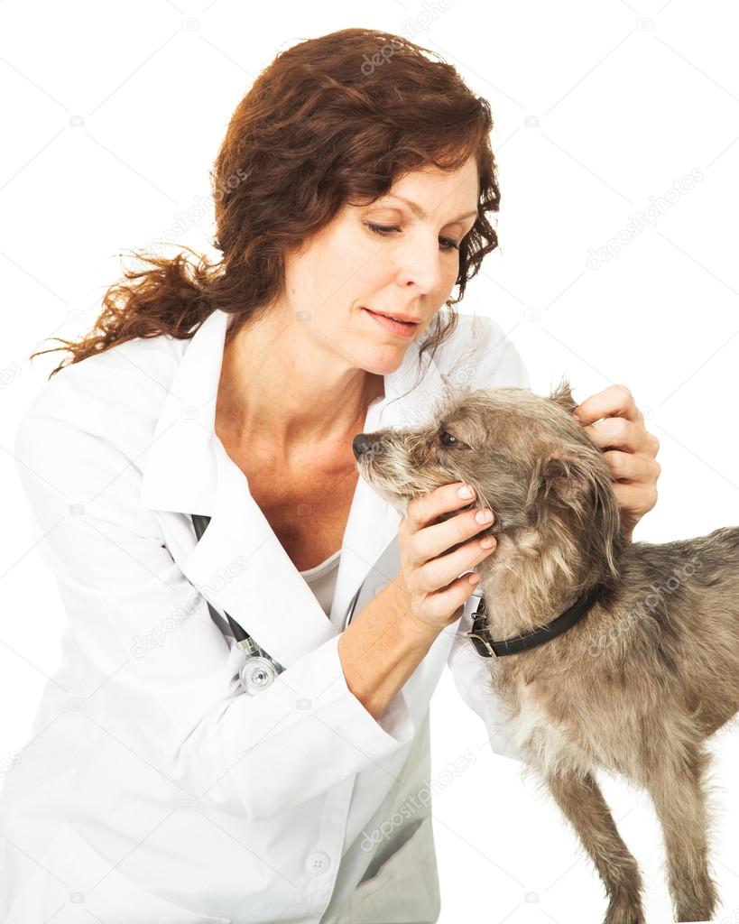 veterinarian examining small dog